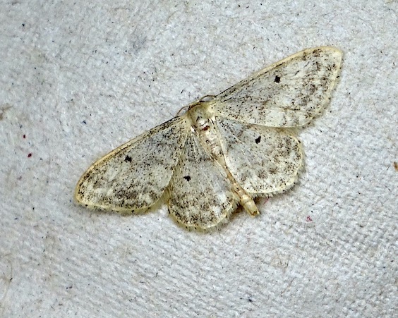 small fan-footed wave